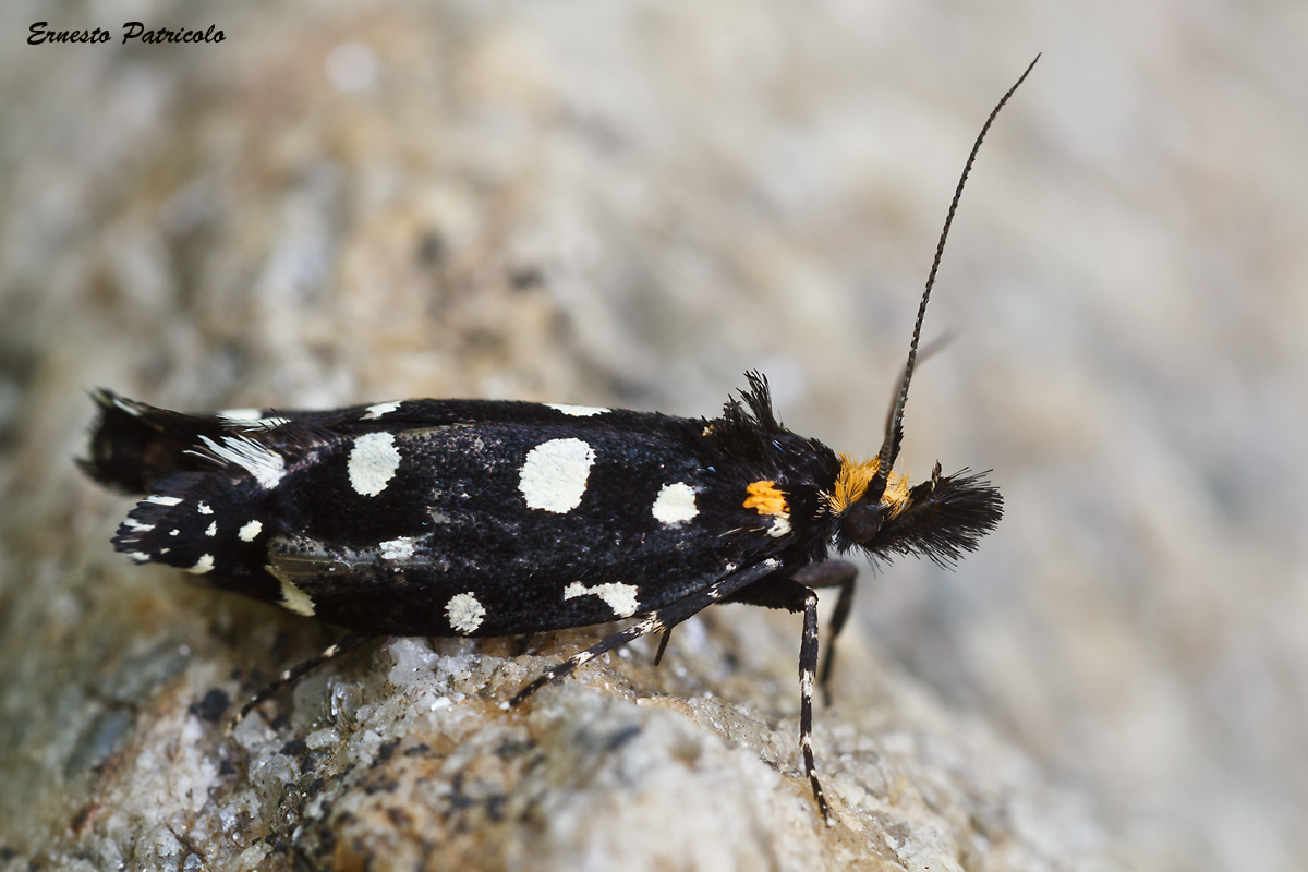 farfalla da identificare - Euplocamus cf. anthracinalis